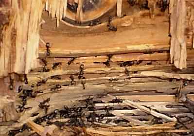 pest control resimleri